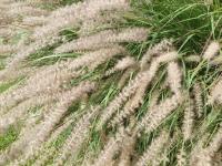Herbe aux écouvillons orientale