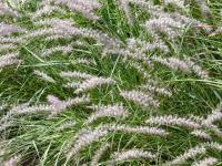 Herbe aux écouvillons orientale