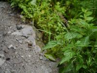 Herbe aux écouvillons orientale