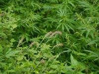 Herbe aux écouvillons orientale