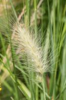 Herbe aux écouvillons orientale
