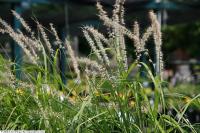 Herbe aux écouvillons orientale