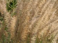 Herbe aux écouvillons orientale