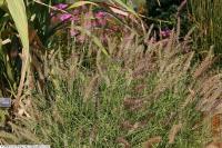 Herbe aux écouvillons orientale
