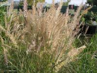 Herbe aux écouvillons orientale