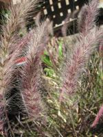 Herbe aux écouvillons orientale