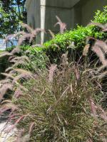 Herbe aux écouvillons orientale