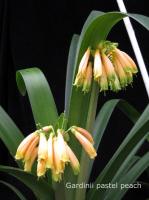 Clivia gardenii