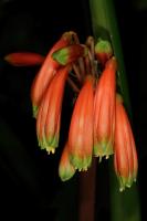 Clivia gardenii