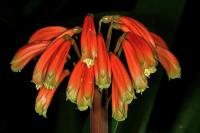 Clivia gardenii