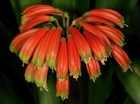 Clivia gardenii