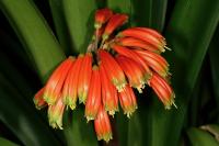 Clivia gardenii
