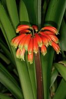 Clivia gardenii