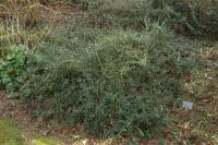 Cotoneaster congestus
