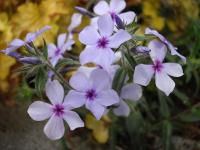 Phlox bleu