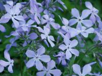 Phlox bleu