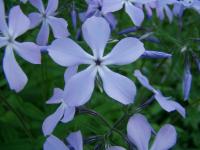Phlox bleu