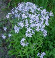 Phlox bleu