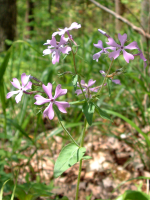 Phlox bleu