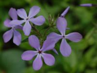 Phlox bleu