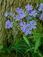 Phlox bleu
