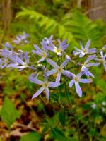 Phlox bleu