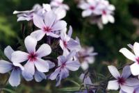 Phlox bleu