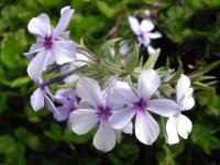Phlox bleu