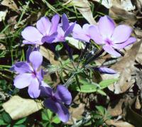 Phlox bleu