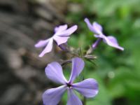 Phlox bleu