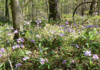 Phlox bleu