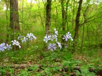 Phlox bleu