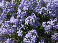 Phlox bleu