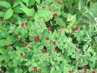 Potentille sanguine