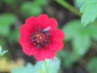 Potentille sanguine