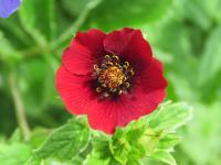 Potentille sanguine