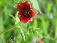 Potentille sanguine
