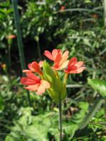 Crossandra du Nil
