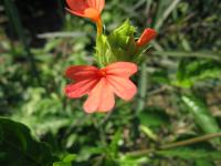 Crossandra du Nil