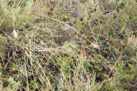 Camarine noire