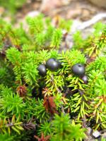 Camarine noire