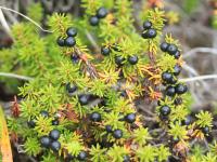 Camarine noire