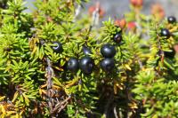 Camarine noire