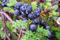 Camarine noire