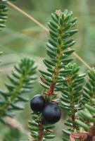 Camarine noire