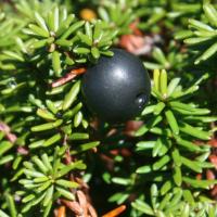 Camarine noire