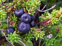 Camarine noire