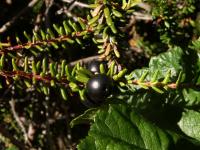 Camarine noire