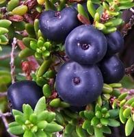 Camarine noire