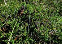 Camarine noire